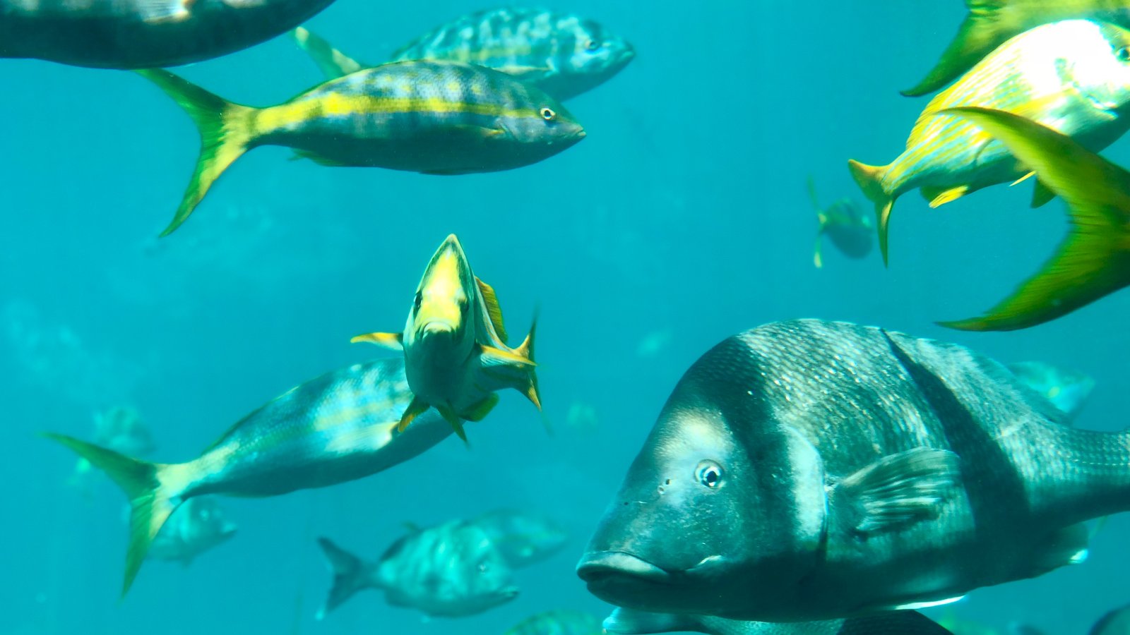 A Marine Safari Like No Other