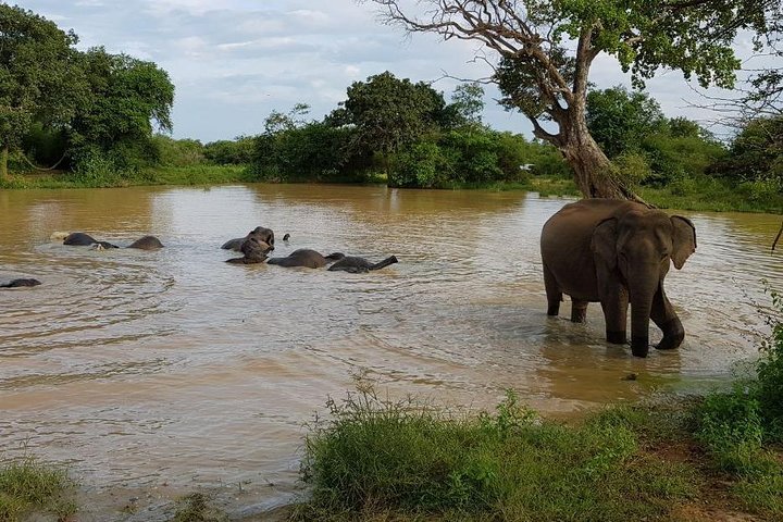 The Wild Heart of Sri Lanka